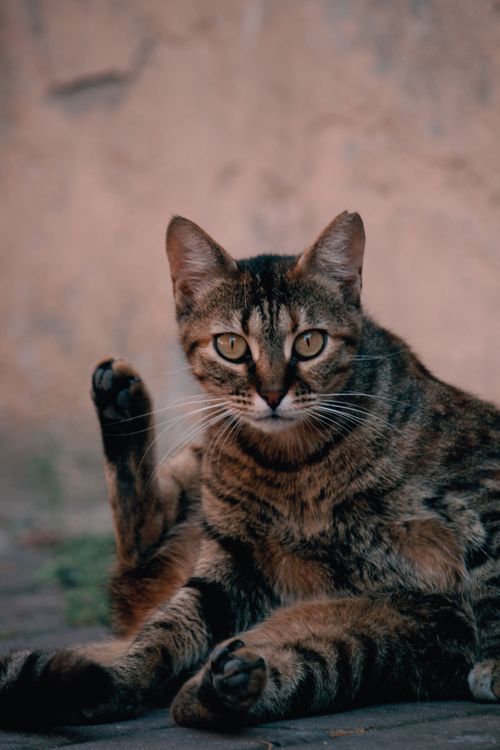Free A beautiful tabby cat with striped fur sits outdoors, showcasing its charming personality. Stock Photo