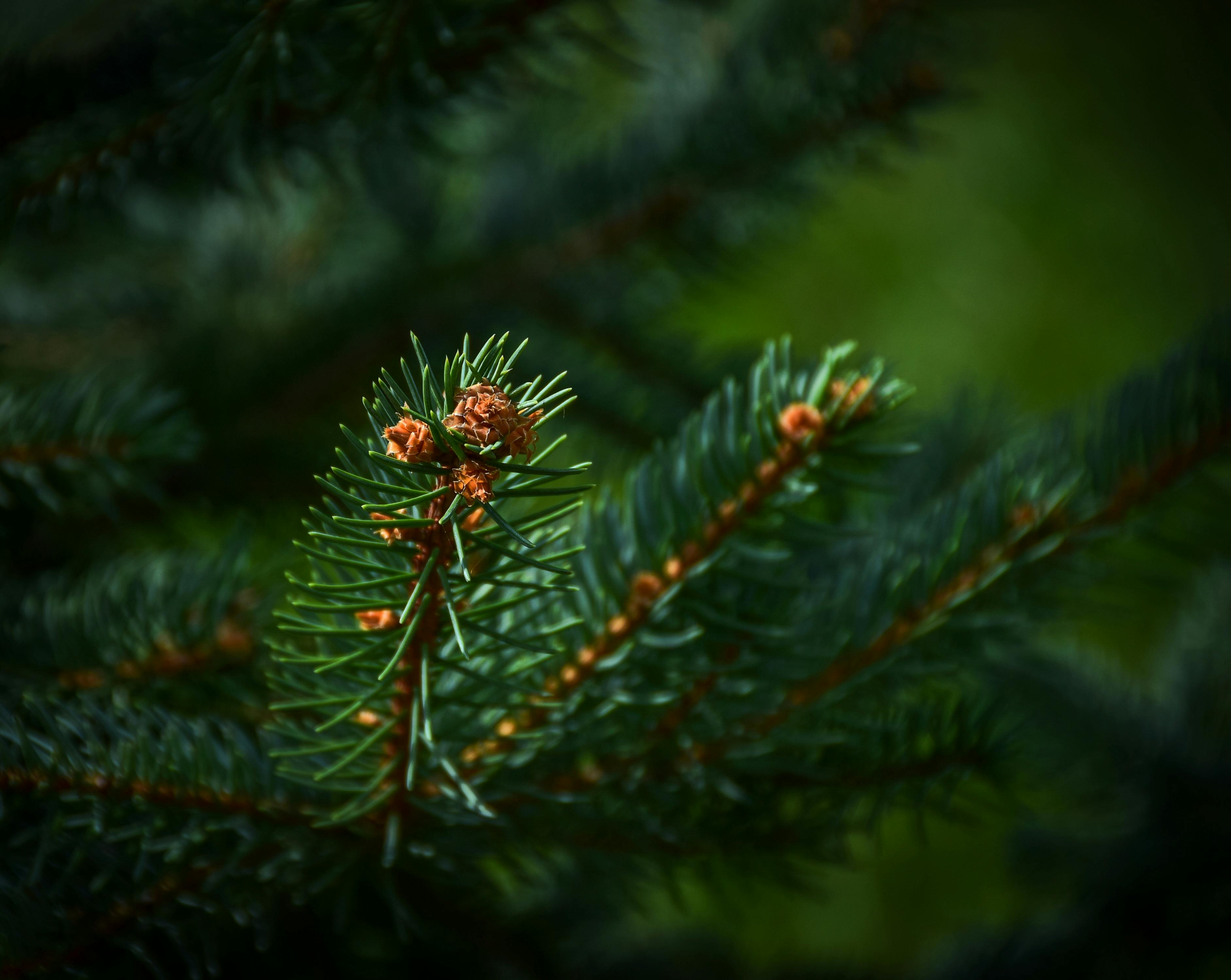 Free stock photo of evergreen tree, fir tree, forest