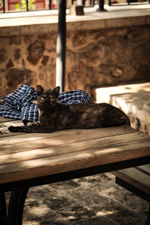 Free A tortoiseshell cat lounges on a sunlit wooden table in Antalya, Turkey, surrounded by outdoor warmth. Stock Photo