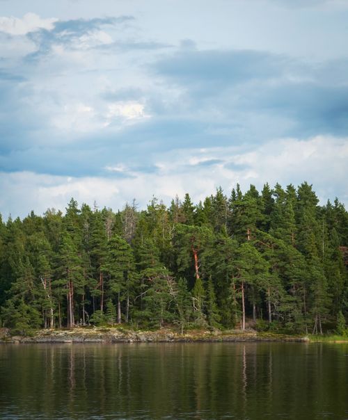 Free Idyllic view of a dense evergreen forest reflecting on a tranquil lake under a cloudy summer sky. Stock Photo