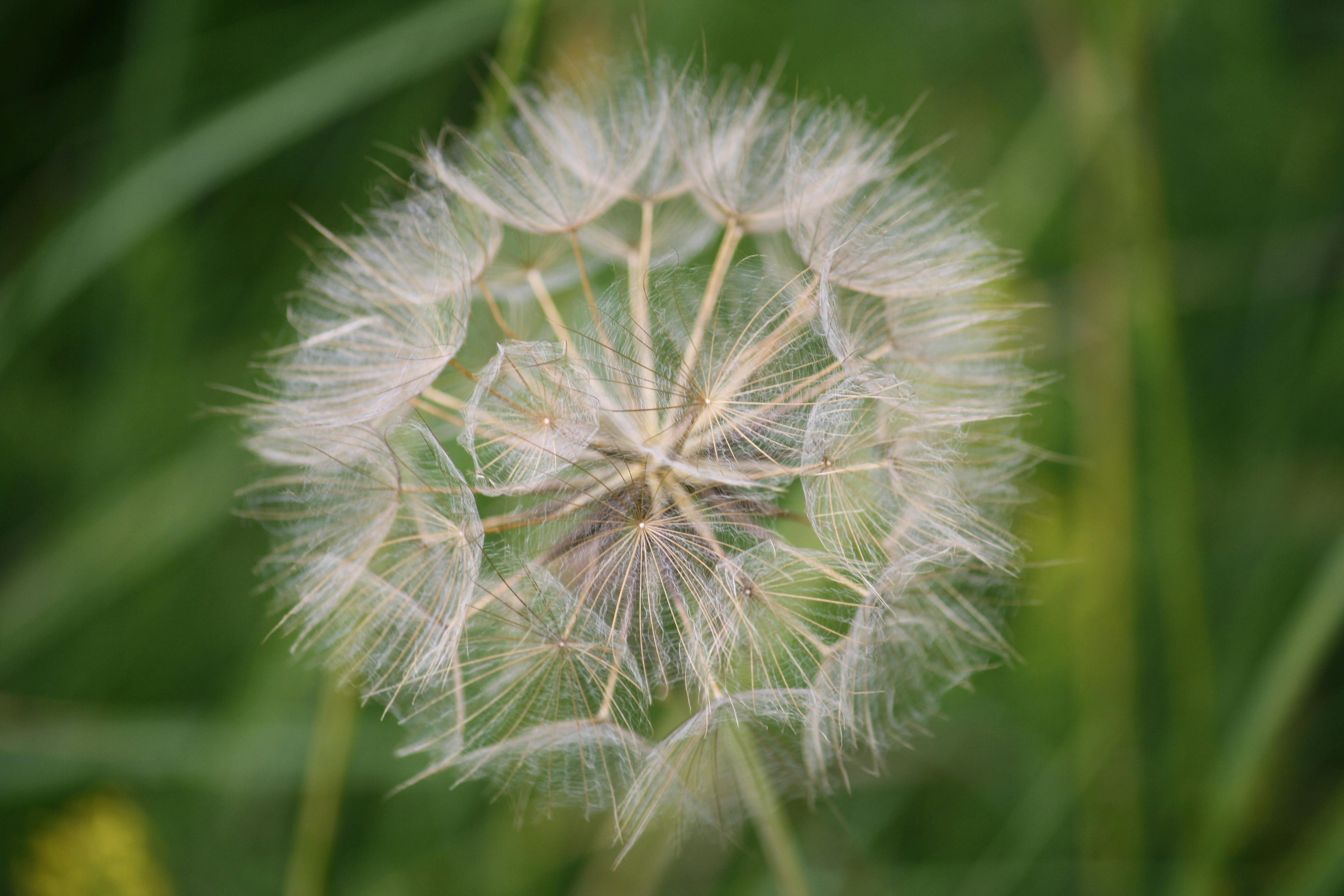 borage plant seed heads close up UK