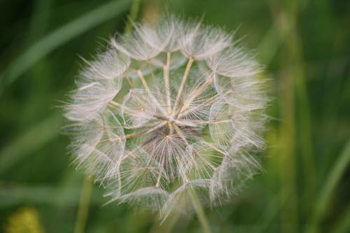 Closeup of a Dandelion with Seeds