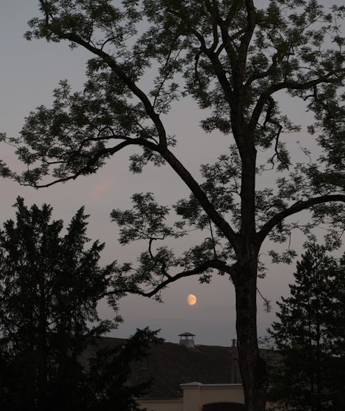 Tree and a Moon at Dusk