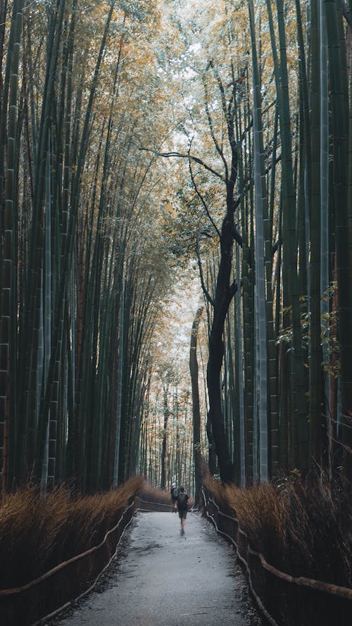 Sagano Bamboo Forest