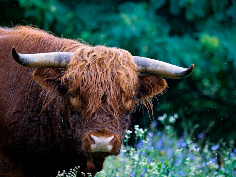 Close-up Of A Highland Cow 