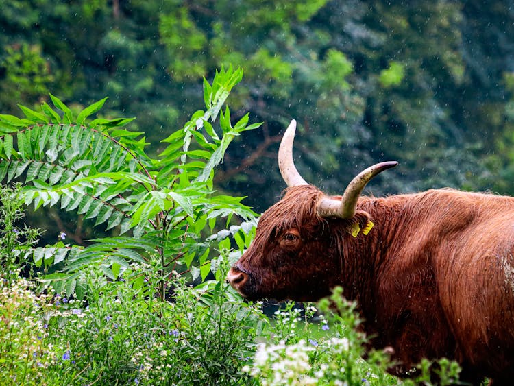 Highland Cow Grazing