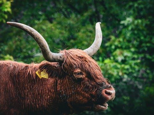 Portrait of a Bull with Horns 