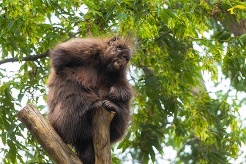 A Large Porcupine Sitting on a Tree