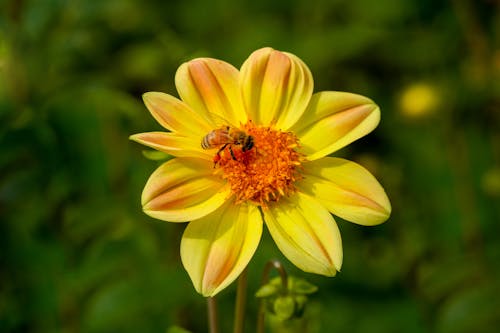 Бесплатное стоковое фото с выборочный фокус, желтый цветок, крупный план
