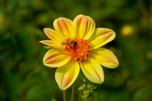 Free Close-up of a bee collecting nectar from a vibrant yellow flower in natural sunlight. Stock Photo