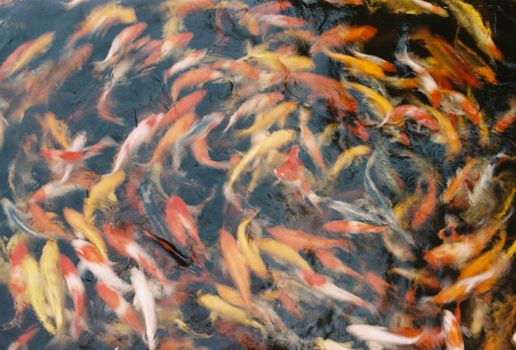 Colorful koi fish swimming in a tranquil pond, creating a mesmerizing display of motion and color.