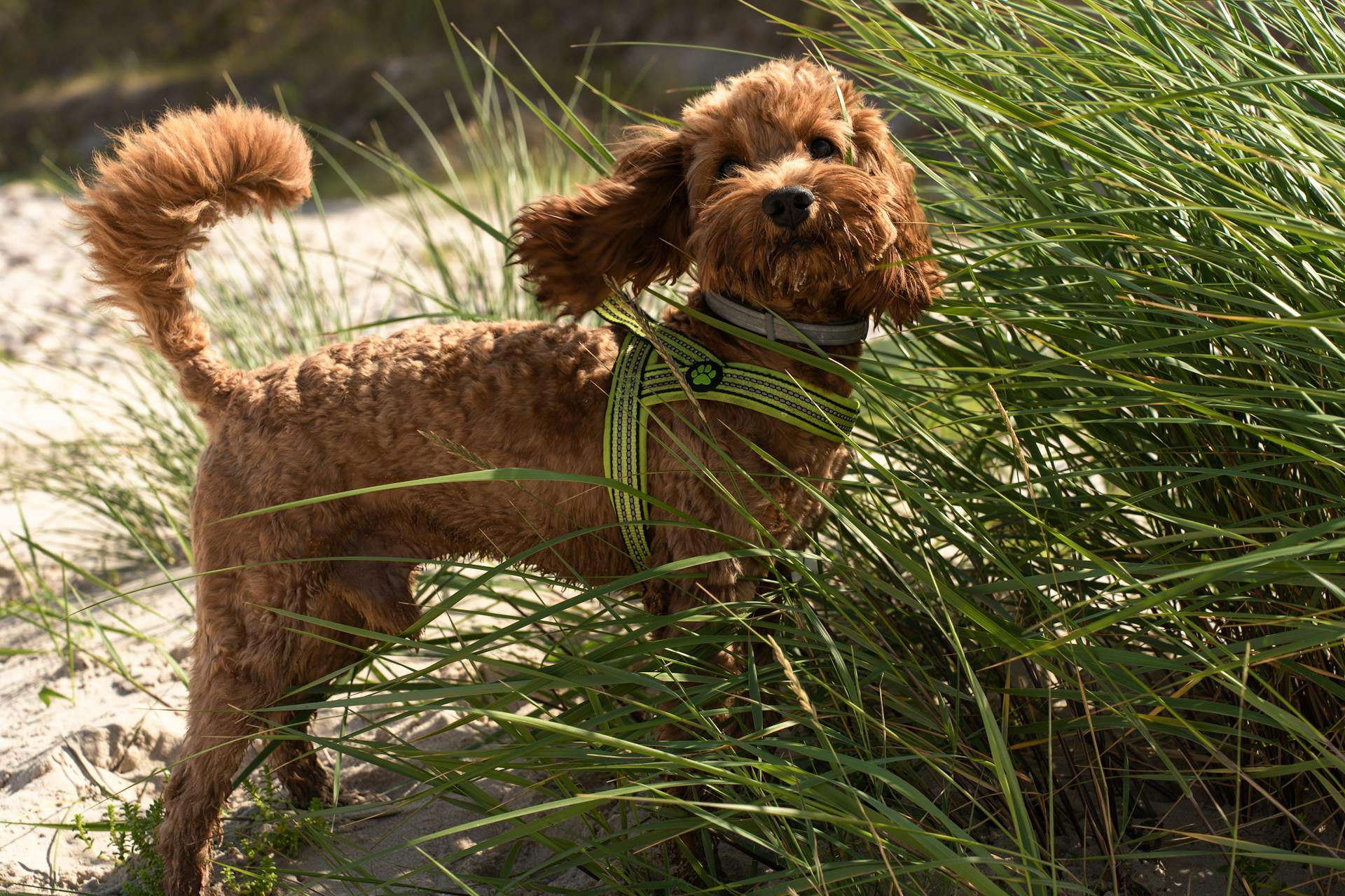 Le caniche parmi les herbes