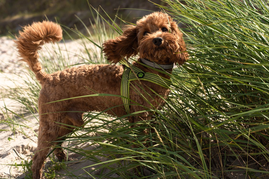 Zecke wird vom Hund entfernt