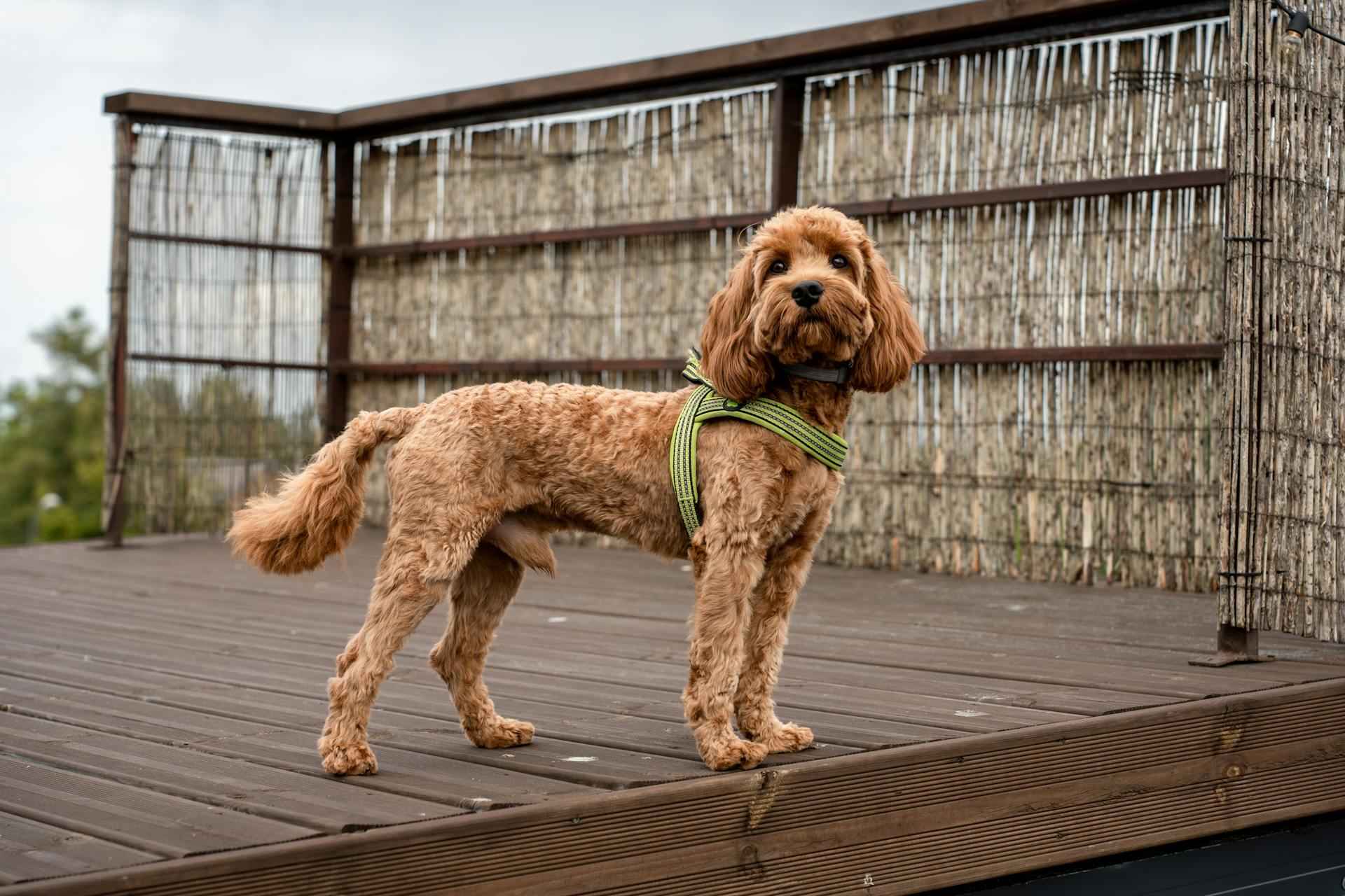 Un chien à l'extérieur