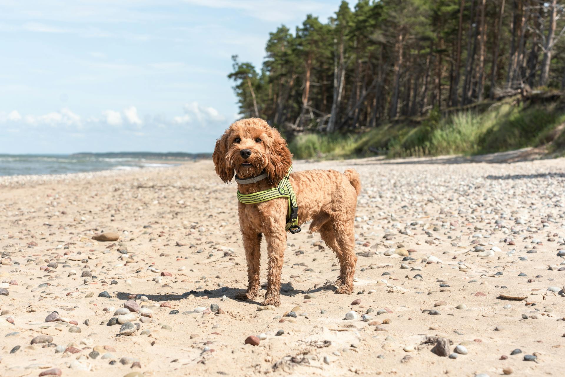 A Dog on a Beach