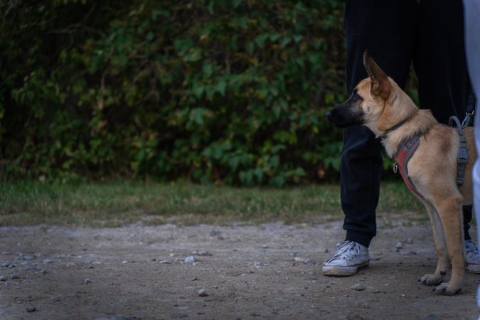강아지·고양이 기본 훈련 완벽 가이드 — 앉아·기다려·배변까지 한 번에 잡기
