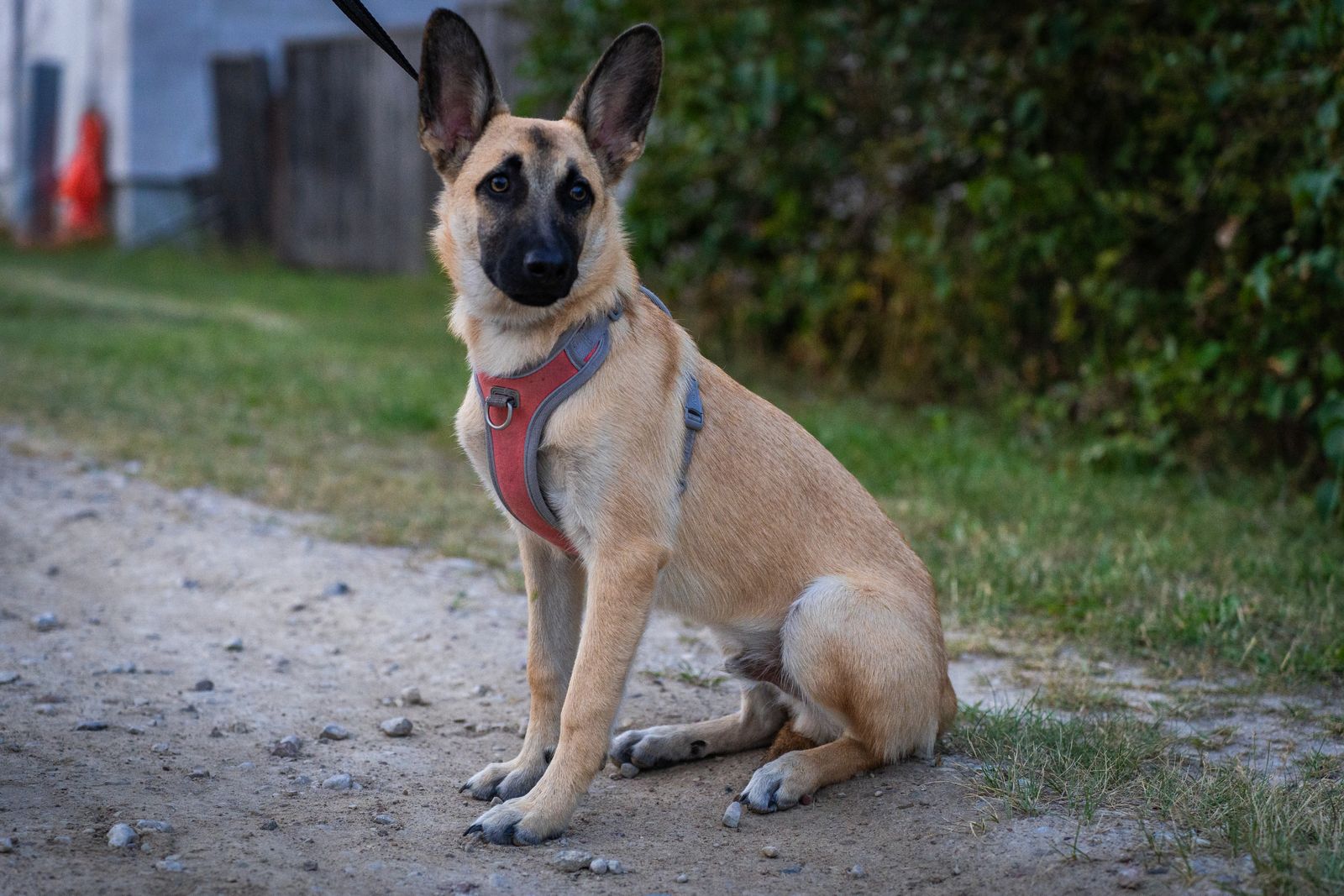 Young puppy exploring outdoors on a secure leash with its caregiver