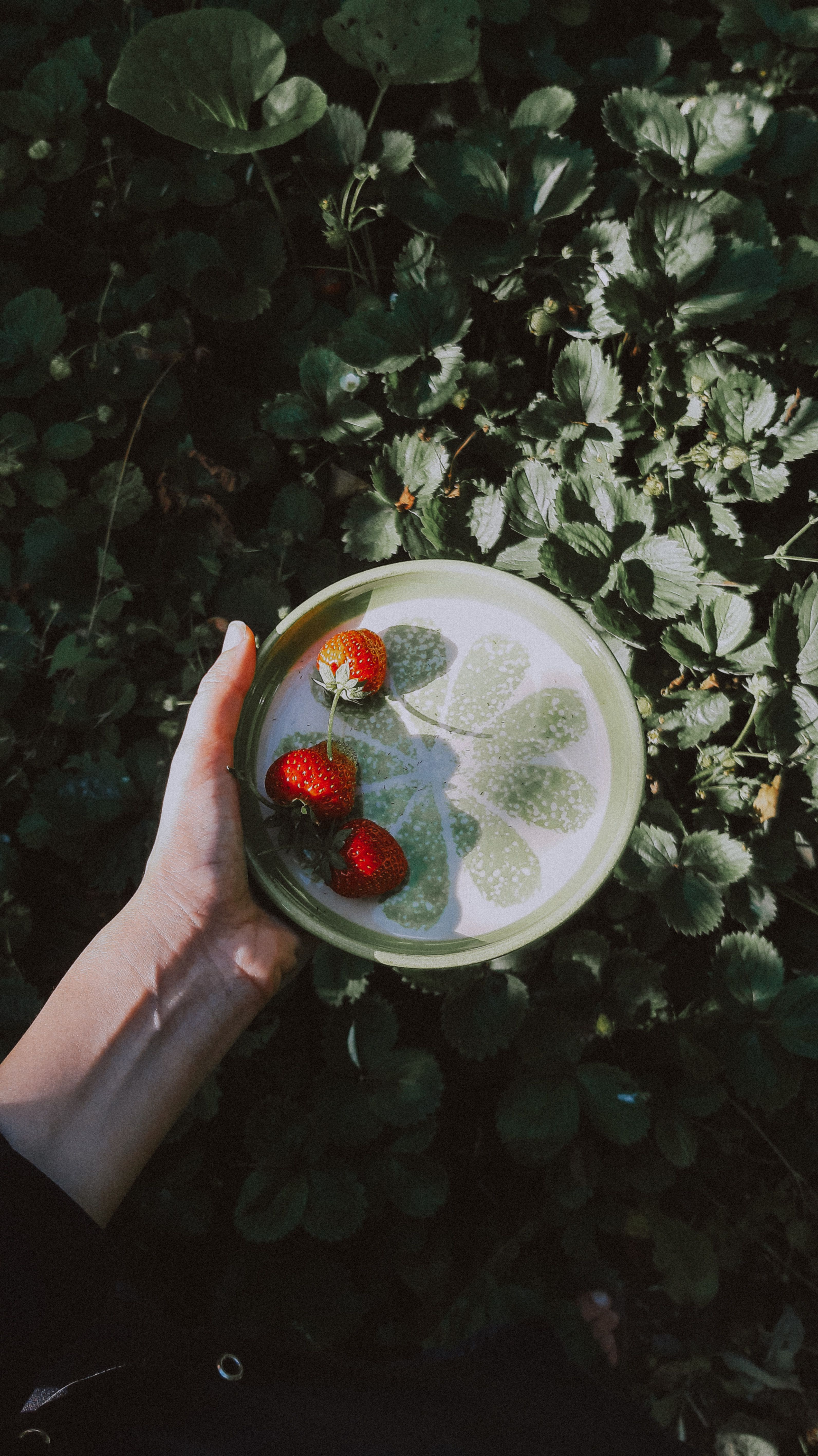 A hand holds fresh strawberries on a leafy background, showcasing natural beauty and freshness.
