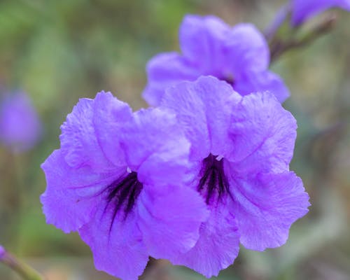 Darmowe zdjęcie z galerii z fioletowy, kwiat, ogród
