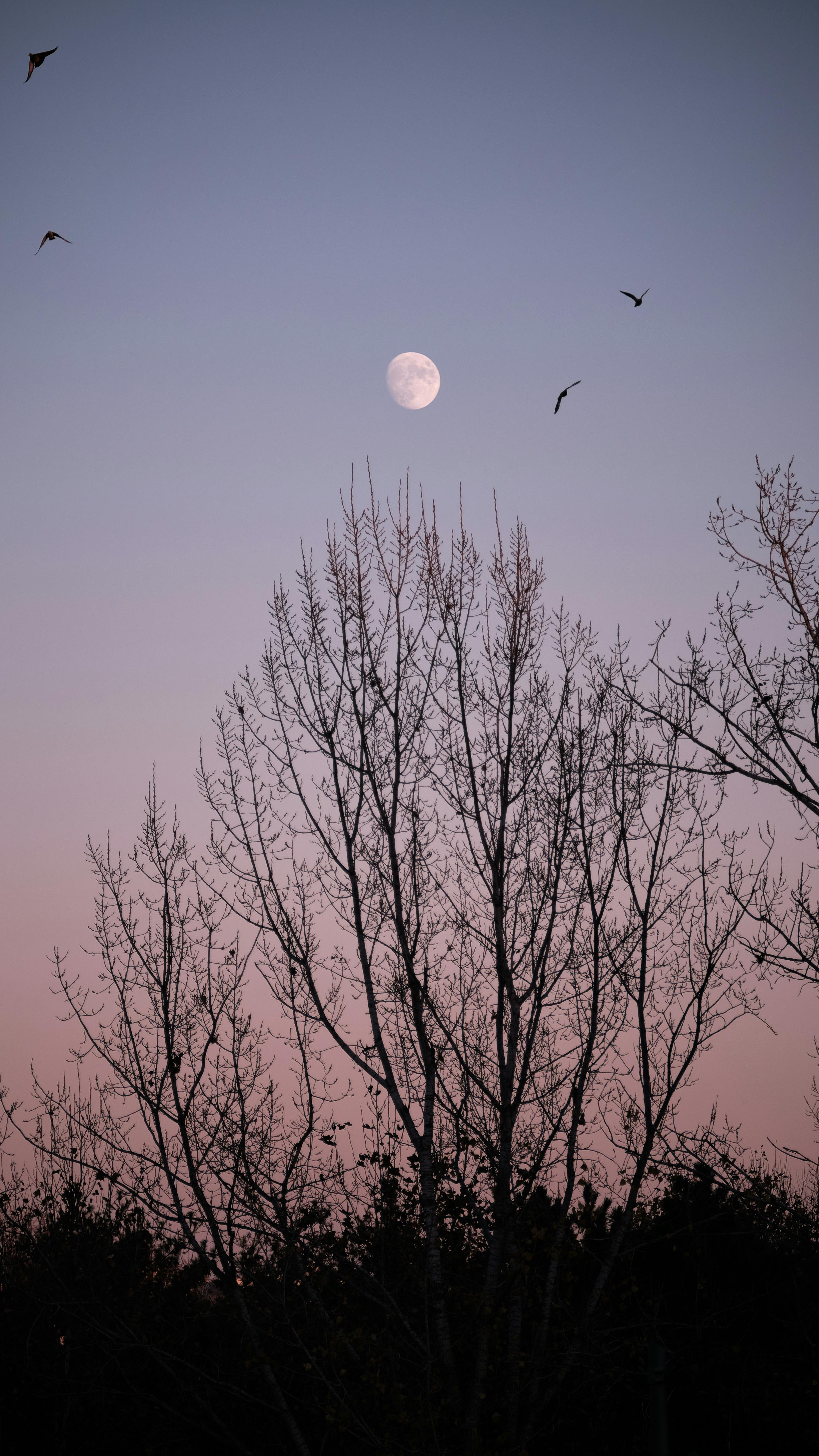Full Moon Photos, Download The BEST Free Full Moon Stock Photos & HD Images