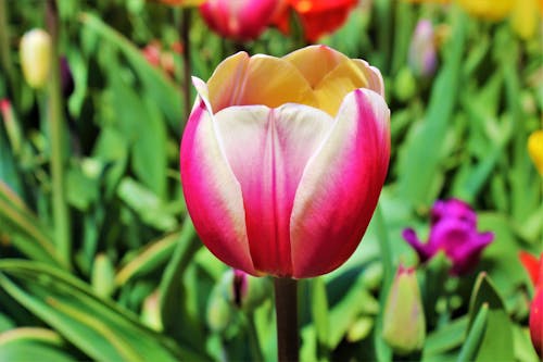 Bloom of Tulip