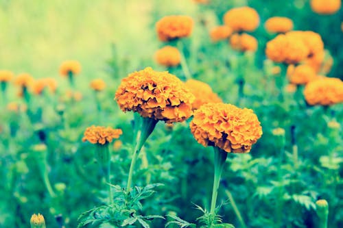 Imagine de stoc gratuită din floare, floare portocalie, flori frumoase