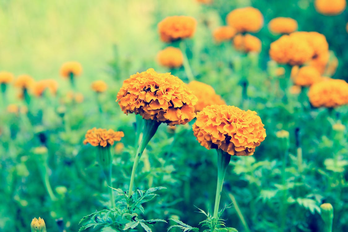 Free stock photo of beautiful flowers, flower, flower garden