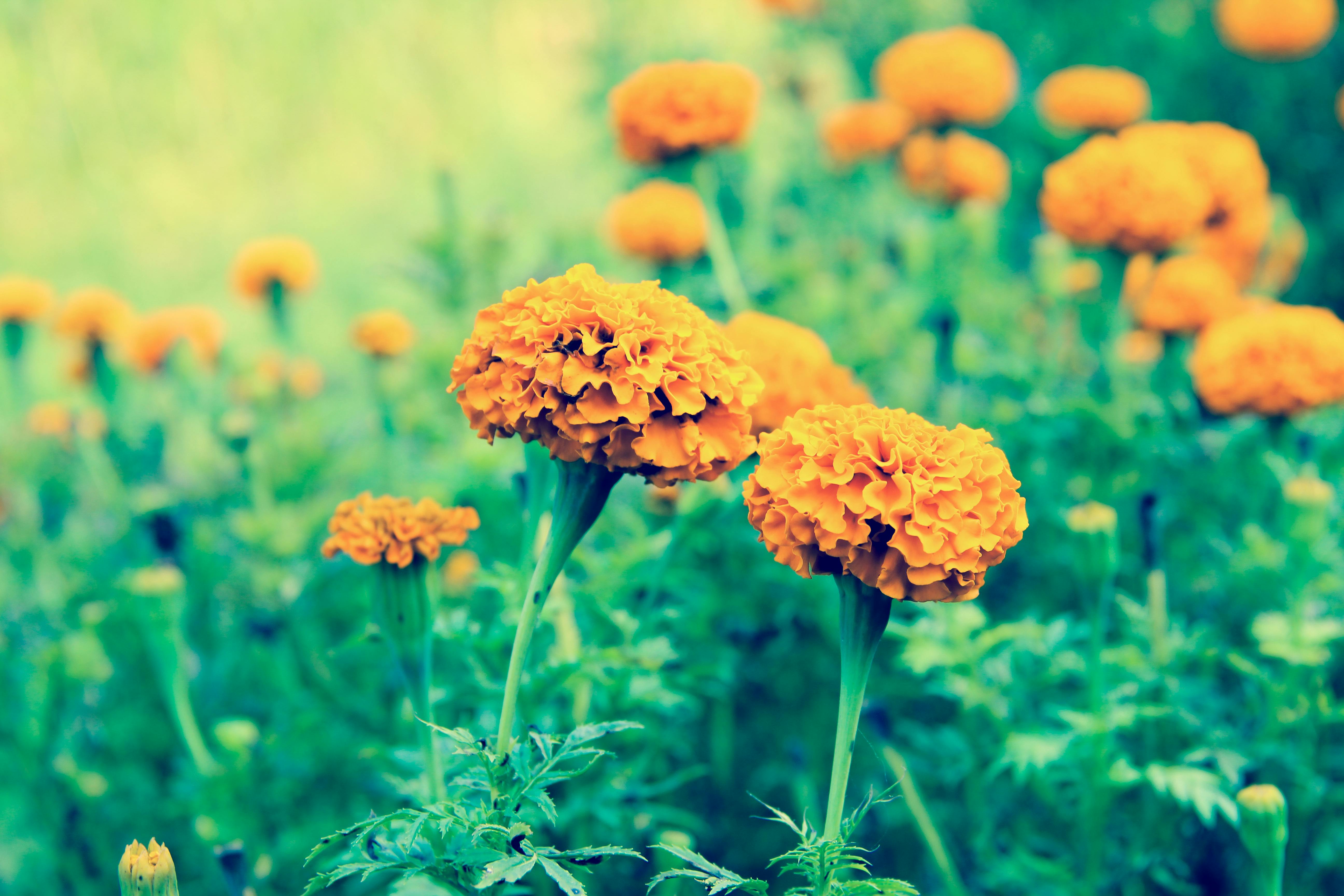 オレンジ色の花 美しい花 花の無料の写真素材