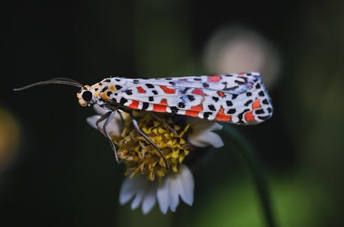 Crimson-Speckled Flunkey Perching on a Flower