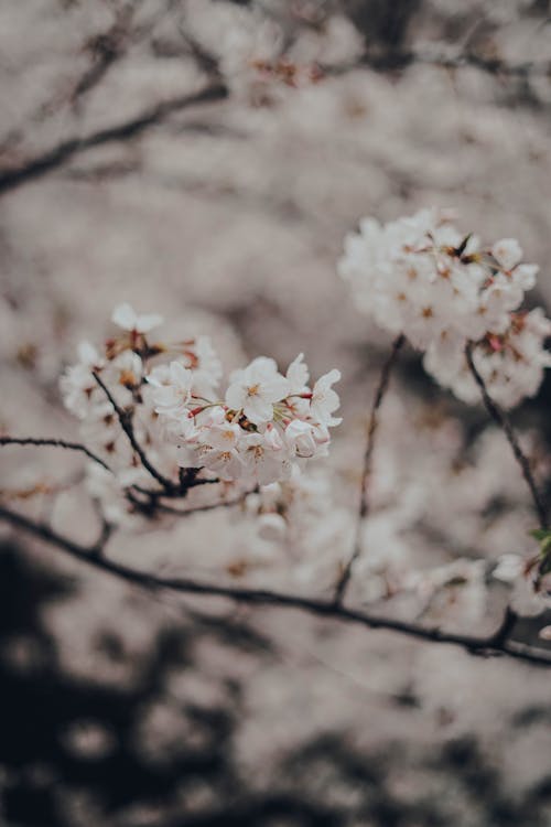 Gratis arkivbilde med blomster, blomstrende, epletre