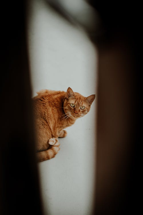 고양이, 귀여운, 동물 사진의 무료 스톡 사진