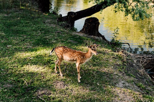 Deer Standing on Grass by Water