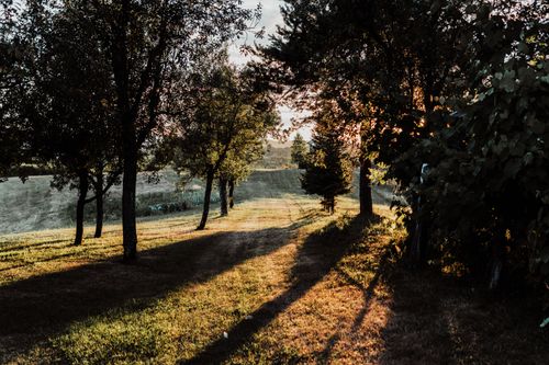 Free A tranquil path through a rural field with trees, backlit by the warm glow of dusk. Stock Photo