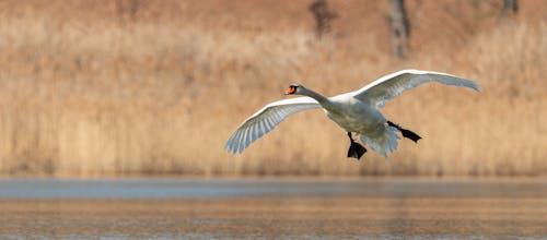 Fotos de stock gratuitas de agua, blanco, cisne