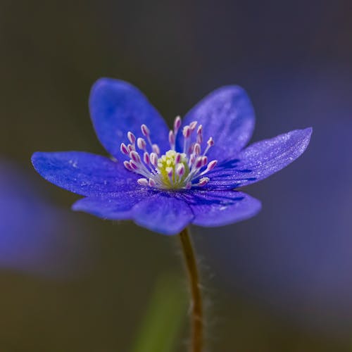 Close-up of an Anemone 