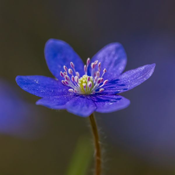 Blue anemone bloom, photograph by Petr Ganaj on Pexels