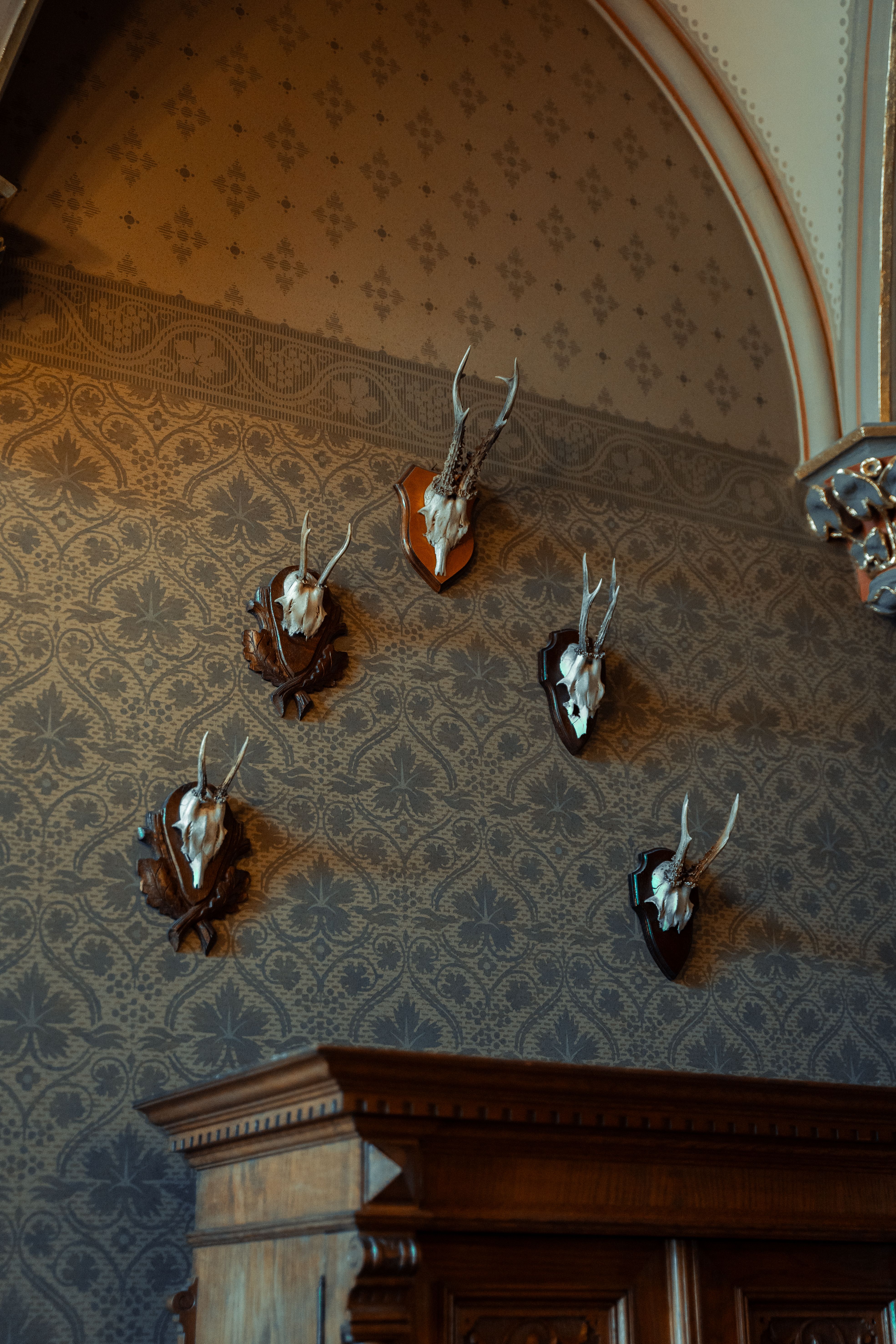 View of Deer Trophies Hanging on a Wall in a Vintage Interior · Free ...