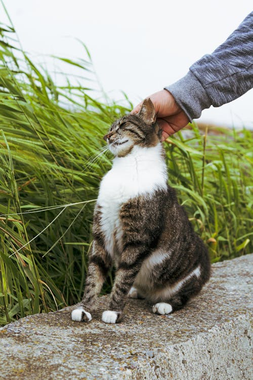 動物攝影, 坐, 垂直拍摄 的 免费素材图片