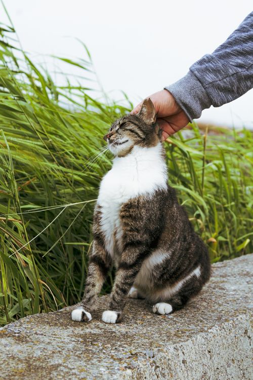 Free A serene cat being gently patted by a hand amidst greenery in Istanbul, Türkiye. Stock Photo