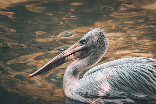 Close-up of a Pelican Swimming in a Body of Water