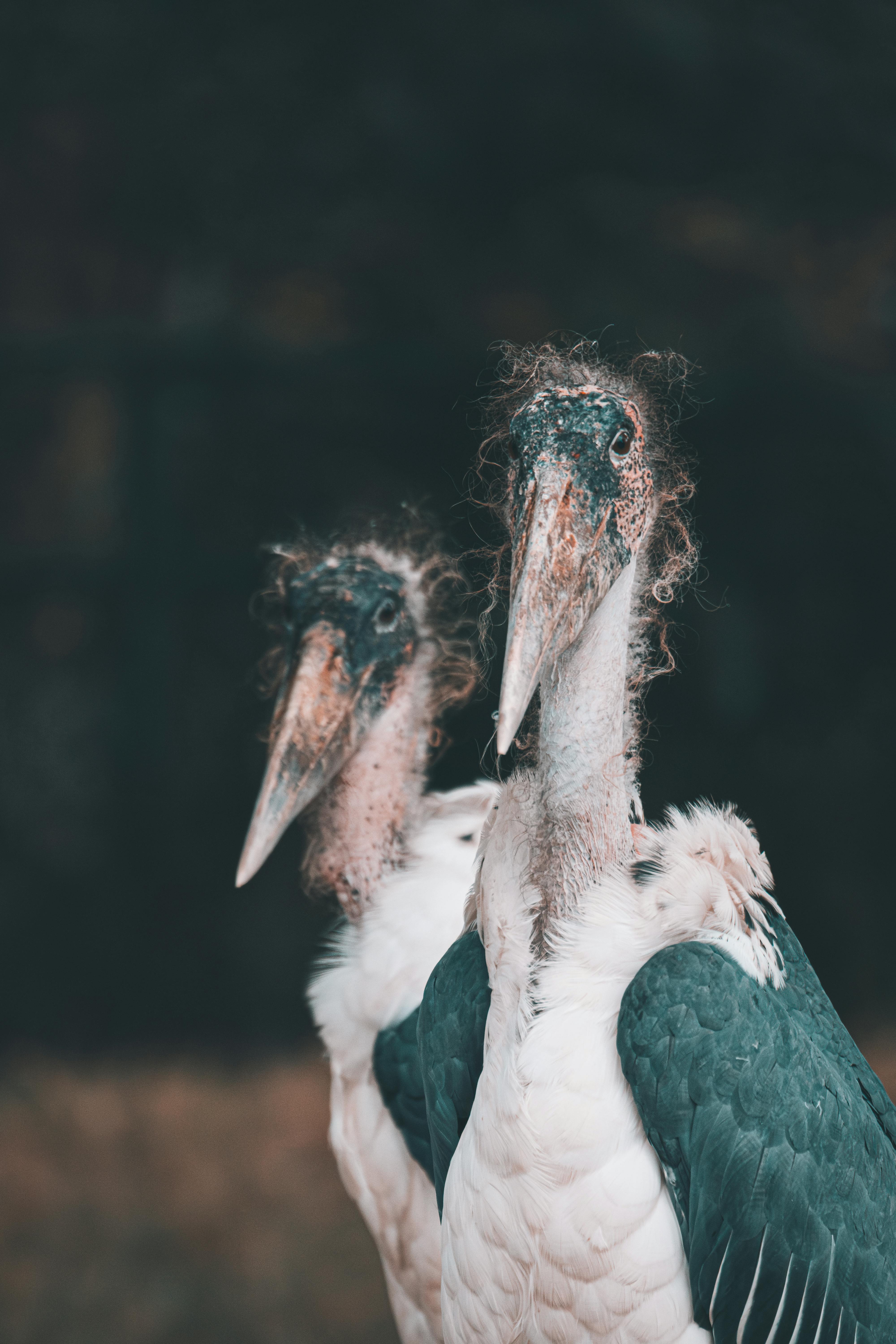Free Detailed portrait of two Marabou storks showcasing their unique features in a natural setting. Stock Photo