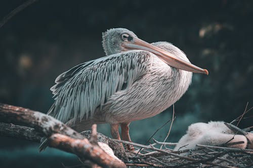 Close-up of a Pink-backed Pelican Sitting on a Tree Branch 