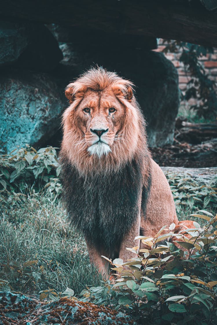 Lion Sitting On Grass