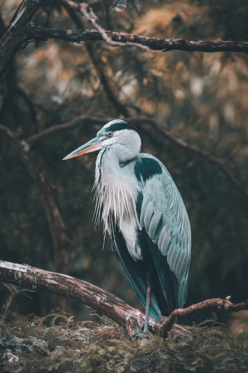 Close-up of a Grey Heron Standing on a Tree Branch 