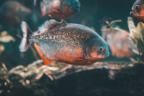 Free stock photo of closeupshoot, water