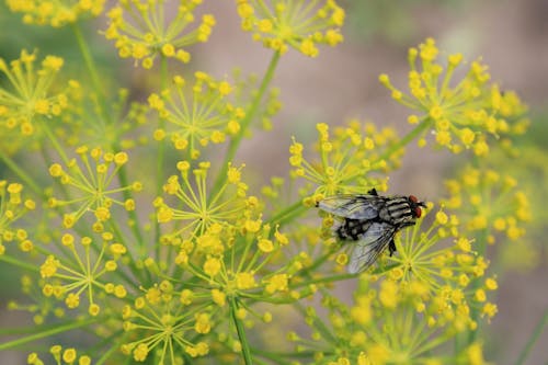 Close up of a Fly