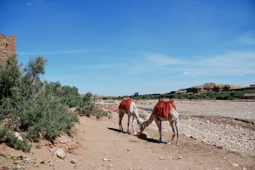 Бесплатное стоковое фото с верблюды, деревни, деревня