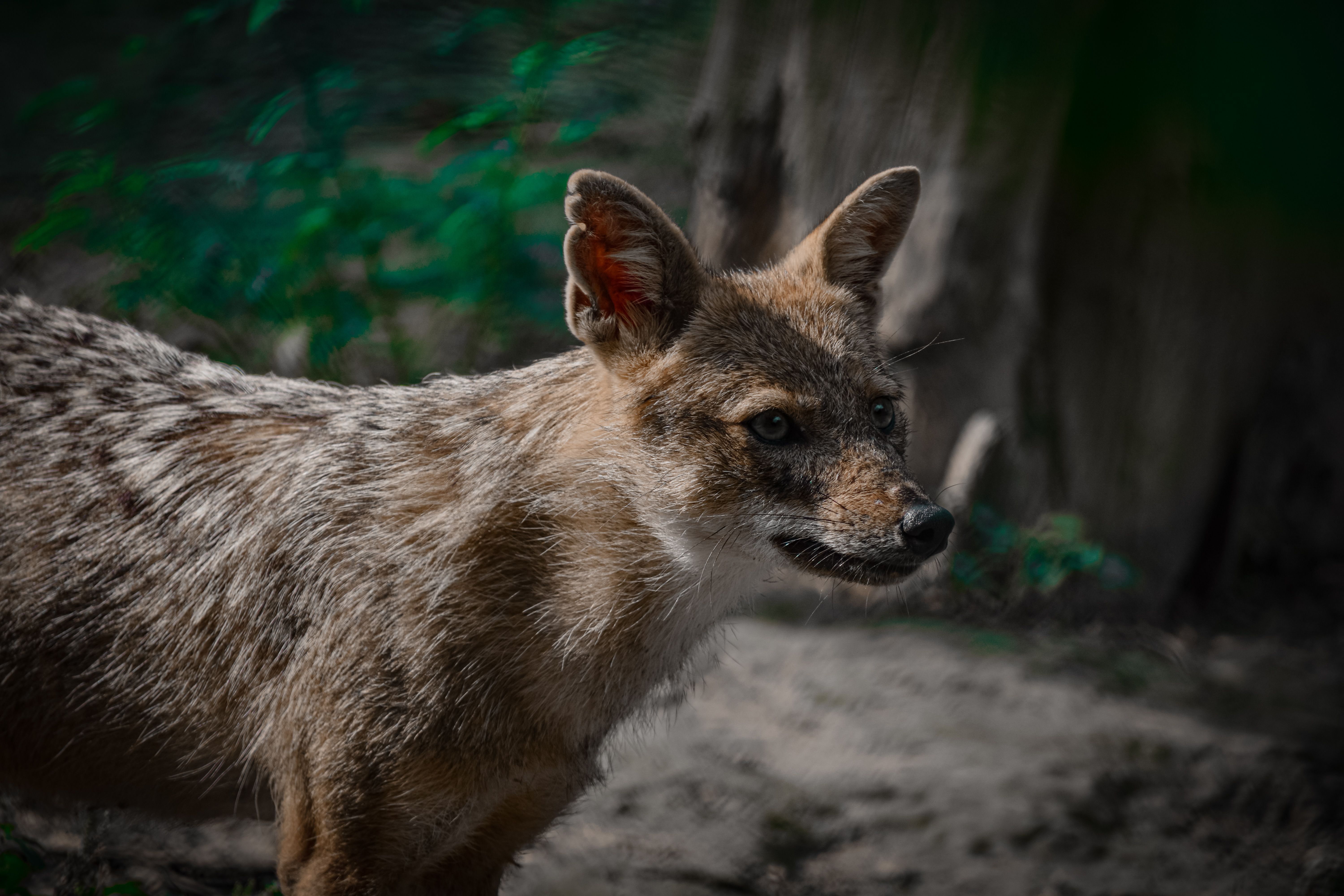 Story for Kids in Hindi: Story of the Sly Jackal