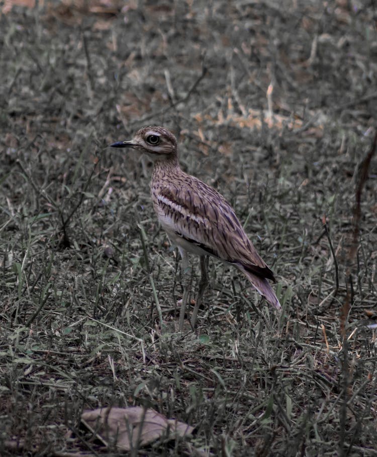 Close-up Of A Senegal Thick-knee Bird 