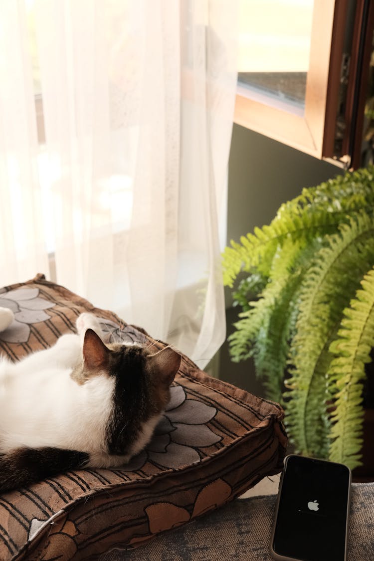 Cat Lying Down On Pillow